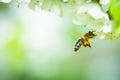 Honey bee in flight approaching blossoming tree