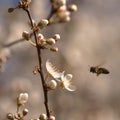 Honey bee in flight near flower Royalty Free Stock Photo