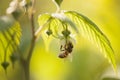 Honey bee on the flower. Royalty Free Stock Photo