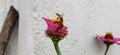 Honey bee , flower, Royalty Free Stock Photo