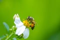 Honey bee pollinating a bidens pilosa flower. insect, honeybee, agriculture, beauty in Nature