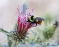 Honey bee on flower Royalty Free Stock Photo