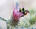 Honey bee on flower Royalty Free Stock Photo