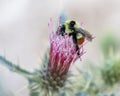 Honey bee on flower Royalty Free Stock Photo