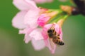 Honey bee pollinating cherry blossoms. insect, flower, agriculture honeybee, sakura, nature Royalty Free Stock Photo