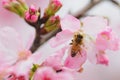 Honey bee pollinating cherry blossoms. insect, flower, agriculture, honeybee, sakura pink, nature Royalty Free Stock Photo