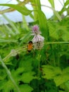 Honey bee on flower closeup photo Royalty Free Stock Photo