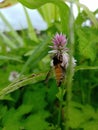 Honey bee on flower closeup photo Royalty Free Stock Photo