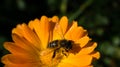 Honey bee on a flower collecting nectar Royalty Free Stock Photo