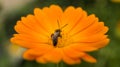 Honey bee on a flower collecting nectar Royalty Free Stock Photo