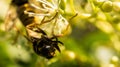 Honey bee on a flower collecting nectar Royalty Free Stock Photo