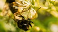 Honey bee on a flower collecting nectar. Macro shot in summer sunshine Royalty Free Stock Photo