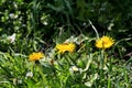 Honey bee on flower dandelions blooming, spring season. Beautiful yellow flowers in garden. Royalty Free Stock Photo