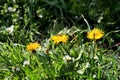 Honey bee on flower dandelions blooming, spring season. Beautiful yellow flowers in garden. Royalty Free Stock Photo