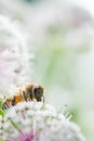 Honey bee on Great masterwort Astrantia major flower Royalty Free Stock Photo