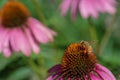 Honey bee on flower Royalty Free Stock Photo