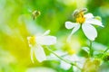 Honey bee pollinating a bidens pilosa flower. insect, honeybee, agriculture, nature