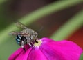 Honey bee on flower Royalty Free Stock Photo