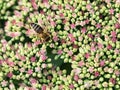 Honey bee on a flower, with many small flowers, collecting nectar Royalty Free Stock Photo