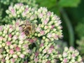 Honey bee on a flower, with many small flowers, collecting nectar Royalty Free Stock Photo