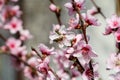 Honey bee on flower peach blossom, spring season. tree blossoms fruit. Flowers, buds, and branches of peach tree, in springtime. Royalty Free Stock Photo