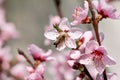 Honey bee on flower peach blossom, spring season. tree blossoms fruit. Flowers, buds, and branches of peach tree, in springtime. Royalty Free Stock Photo