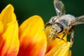 Honey bee on flower petals/Honey bee on flower petals. Close up
