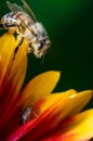 Honey bee on flower petals/Honey bee on flower petals. Close up