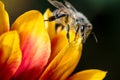 Honey bee on flower petals/Honey bee on flower petals. Close up