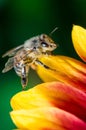 Honey bee on flower petals/Honey bee on flower petals. Close up