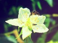 Honey bee flower photography stock Royalty Free Stock Photo