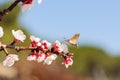 Honey bee fly in almond flower, bee pollinating almond blossoms Royalty Free Stock Photo