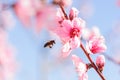 Honey bee fly in almond flower, bee pollinating almond blossoms