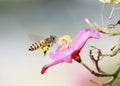 Honey bee fly look for their eat photo