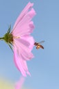 Honey bee fly to flower Royalty Free Stock Photo