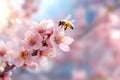 Honey bee flying and approaching pink cherry blossoms in spring Royalty Free Stock Photo