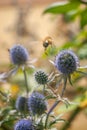 Honey bee flying away in a blur from Eryngo blue flowers in summer - Eryngium bourgatii, Sea Holly
