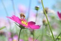 Honey bee flying away from Cosmos flower, Wild, landscape, beauty in Nature Royalty Free Stock Photo