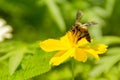 Honey bee flying and collecting pollen on flower. Royalty Free Stock Photo