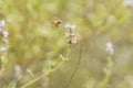 Honey bee flying into flower Royalty Free Stock Photo