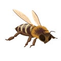 Honey bee flying from hive, side view, isolated honeybee with wings and antennae, sting