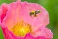 Honey Bee Flying landing on Pink Flower.