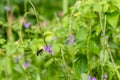 A honey bee is flying near a purple flower Royalty Free Stock Photo