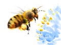 Honey Bee Flying Over Blue Flower Watercolor Illustration Hand Drawn Royalty Free Stock Photo