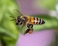 Honey bee flying with pollen sacs on legs Royalty Free Stock Photo