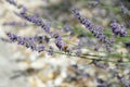 Honey bee pollinating on purple lavender flower. Royalty Free Stock Photo