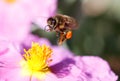 Honey bee flying to collect pollen near flower vertical