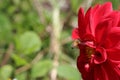 Honey Bee Flying to Red Flower Royalty Free Stock Photo