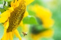 Honey bee flying to the sunflower. nature, insect, flower, garden Royalty Free Stock Photo