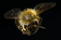 Honey bee flying toward camera